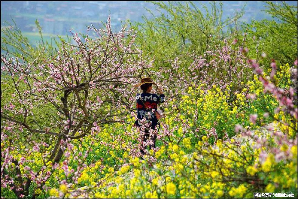 【春天,广西桂林灌阳县向您发出邀请!】望月岭上桃花开 - 游山玩水 - 阿坝生活社区 - 阿坝28生活网 ab.28life.com
