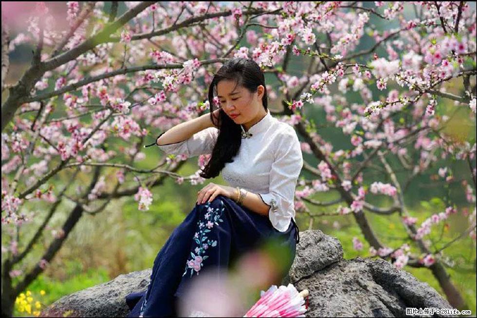 【春天,广西桂林灌阳县向您发出邀请!】望月岭上桃花开 - 游山玩水 - 阿坝生活社区 - 阿坝28生活网 ab.28life.com