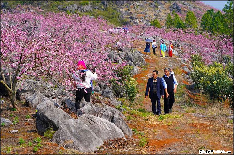 【春天,广西桂林灌阳县向您发出邀请!】望月岭上桃花开 - 游山玩水 - 阿坝生活社区 - 阿坝28生活网 ab.28life.com