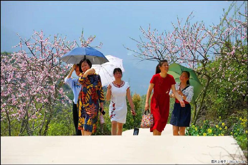 【春天,广西桂林灌阳县向您发出邀请!】望月岭上桃花开 - 游山玩水 - 阿坝生活社区 - 阿坝28生活网 ab.28life.com