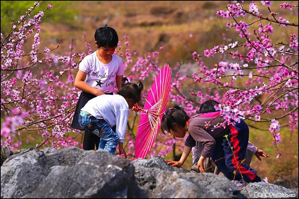 【春天,广西桂林灌阳县向您发出邀请!】望月岭上桃花开 - 游山玩水 - 阿坝生活社区 - 阿坝28生活网 ab.28life.com