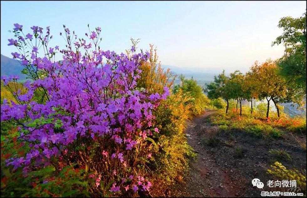 【春天,广西桂林灌阳县向您发出邀请!】登麒麟山,相约映山红 - 游山玩水 - 阿坝生活社区 - 阿坝28生活网 ab.28life.com
