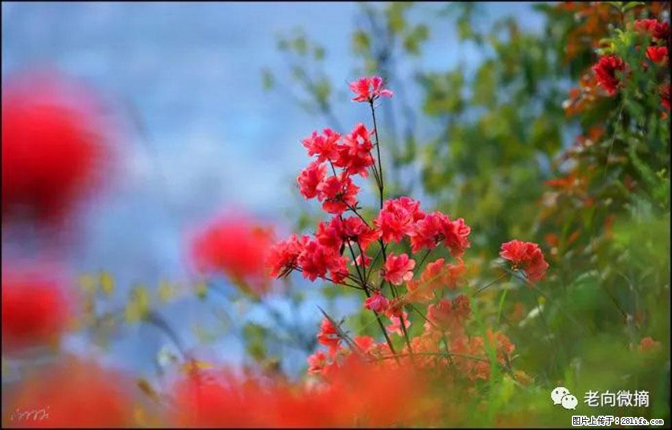 【春天,广西桂林灌阳县向您发出邀请!】登麒麟山,相约映山红 - 游山玩水 - 阿坝生活社区 - 阿坝28生活网 ab.28life.com