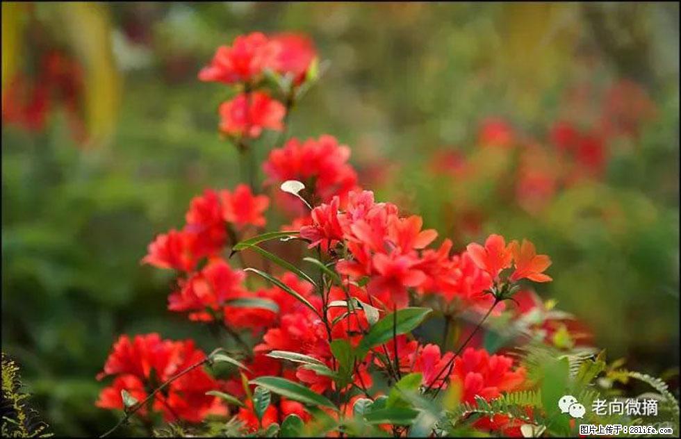 【春天,广西桂林灌阳县向您发出邀请!】登麒麟山,相约映山红 - 游山玩水 - 阿坝生活社区 - 阿坝28生活网 ab.28life.com
