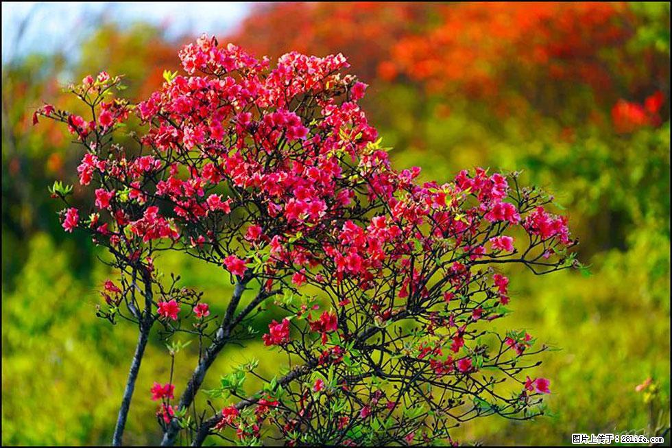 【春天,广西桂林灌阳县向您发出邀请!】春木界上映山红 - 游山玩水 - 阿坝生活社区 - 阿坝28生活网 ab.28life.com