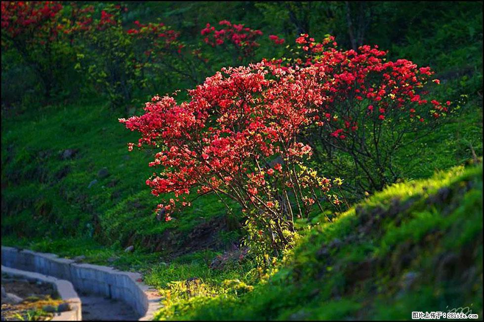 【春天,广西桂林灌阳县向您发出邀请!】春木界上映山红 - 游山玩水 - 阿坝生活社区 - 阿坝28生活网 ab.28life.com