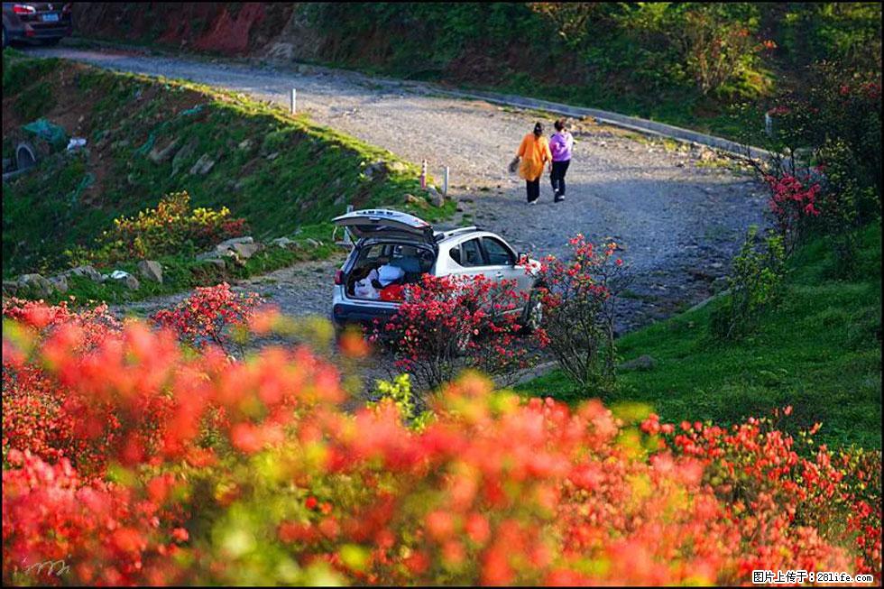 【春天,广西桂林灌阳县向您发出邀请!】春木界上映山红 - 游山玩水 - 阿坝生活社区 - 阿坝28生活网 ab.28life.com