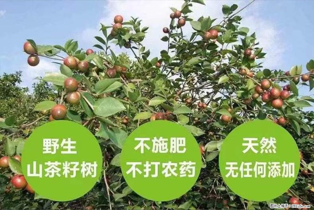 【灌阳县油茶产业示范区】一个有着充实的精神生活的人，对待身外之物自会有一种淡泊的态度 - 土特产 - 饮食特产 - 阿坝分类信息 - 阿坝28生活网 ab.28life.com