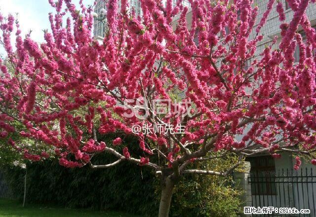 大什字八角楼4楼一室一厅带家俱 1室1厅0卫 - 房屋出租 - 房屋租售 - 阿坝分类信息 - 阿坝28生活网 ab.28life.com