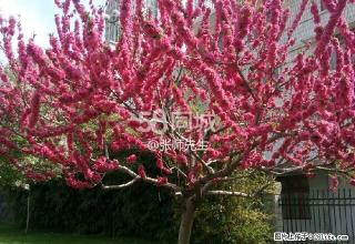 大什字八角楼4楼一室一厅带家俱 1室1厅0卫 - 阿坝28生活网 ab.28life.com