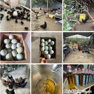 油茶园从小鸡仔开始养起的纯土鸡、土鸡蛋可以预定啦！还有前几天刚榨的纯山茶油哦 - 阿坝28生活网 ab.28life.com