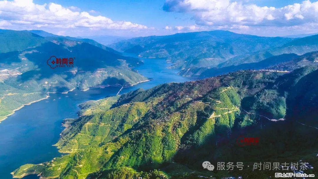 时间果百年古树龙珠普洱生茶 - 购物交流 - 阿坝生活社区 - 阿坝28生活网 ab.28life.com