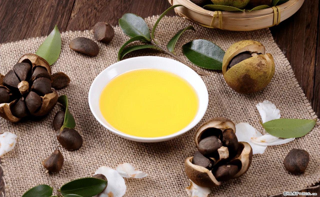 揭秘茶油的5大核心营养成分!被称为人体健康的“守护盾”! - 阿坝生活资讯 - 阿坝28生活网 ab.28life.com