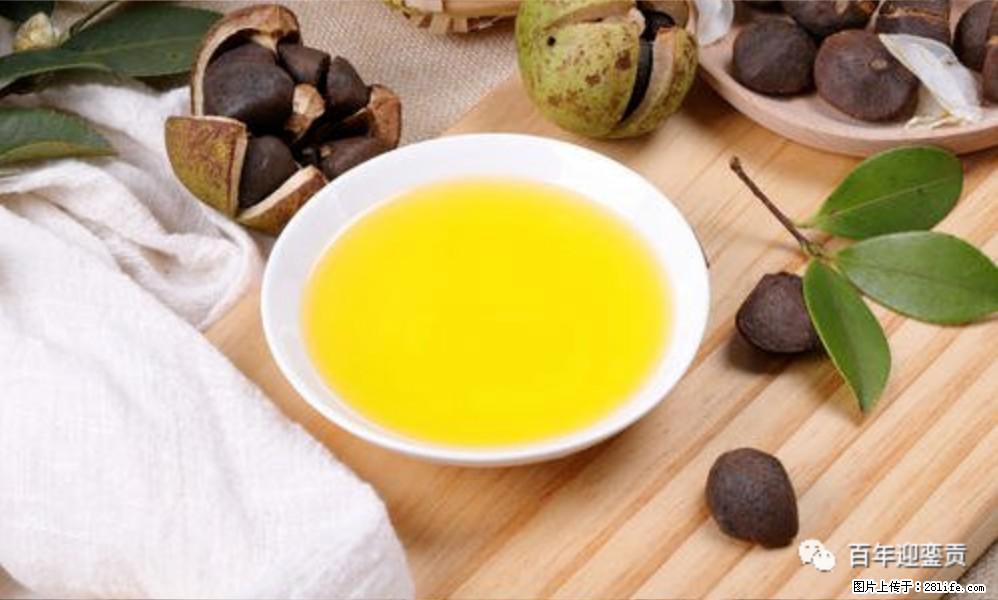 世界没有真相,只有认知,最好的食用油是中国的山茶油! - 阿坝生活资讯 - 阿坝28生活网 ab.28life.com