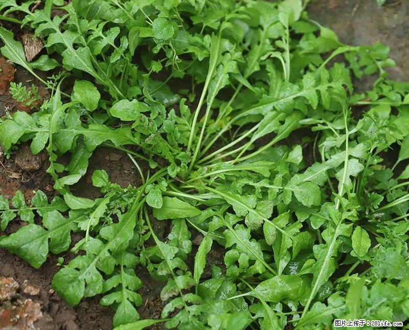 这些蔬菜是“天然钙片”，这6种被医生重点推荐 - 阿坝生活资讯 - 阿坝28生活网 ab.28life.com