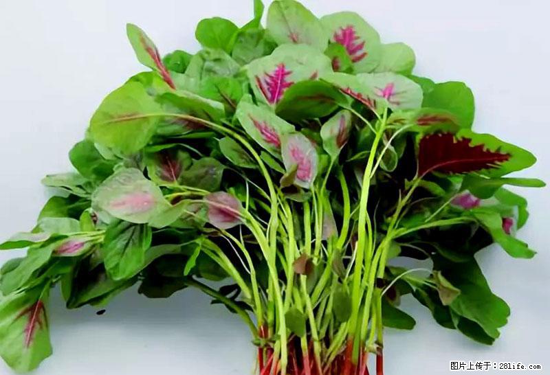 这些蔬菜是“天然钙片”，这6种被医生重点推荐 - 阿坝生活资讯 - 阿坝28生活网 ab.28life.com