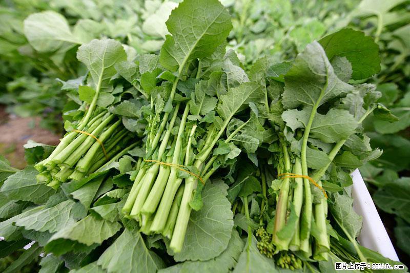 这些蔬菜是“天然钙片”，这6种被医生重点推荐 - 阿坝生活资讯 - 阿坝28生活网 ab.28life.com